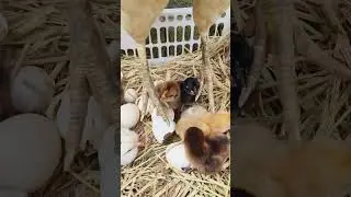 chicks video chickens #shorts