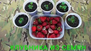 Как вырастить клубнику из семян. (часть-1)