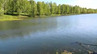 Карп 9 кг.Платник 