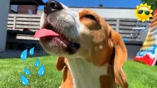 DOGS vs SUMMER | How To | : Funny Dogs Louie and Marie