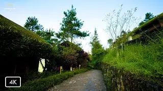 Relaxing Piano Music with Birdsong and Peaceful Mountain House Scenery for Sleep and Study