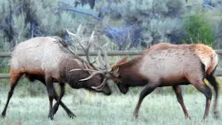 That Time We Saw An Elk Battle At Yellowstone 🦌💥🦌