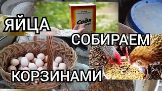 ✔СОДА для Кур!//Как Давать Курам Картофель?//Чем Кормить,чтобы Куры Несли Яйца?!