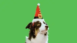 GFM - 4K/HD - Royalty Free Download - Christmas Dog - Green Screen - Overlay - Video Footage