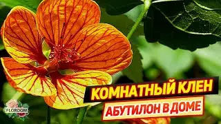 Комнатный клен: уход за абутилоном в домашних условиях