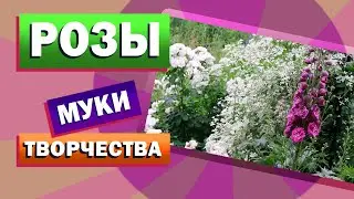 Розы, многолетники, бордюры. Лапчатка непальская. Тимьян.