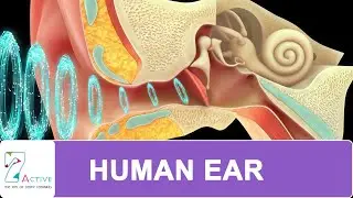 #humanear