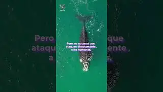 ¿Quién es Gladis, la orca que 