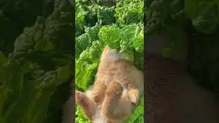 The little rabbit is lying down and eating cabbage leisurely. Cute pet debut plan. Rabbit. Rural