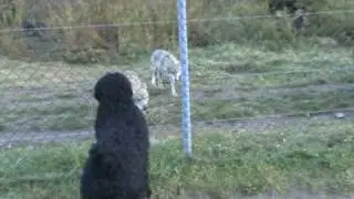 Black russian terrier meeting wolves and bears