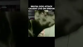 Brutal Dog Attack Caught LIVE On Stream