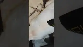 Чих ищет покушать