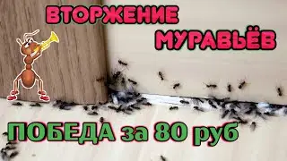 Муравьи в Доме Как Избавиться в Домашних Условиях \ Лучшее Средство от Муравьев в ДОМЕ