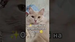 Отвечай на вопросы честно 