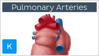 Pulmonary Arteries - Location & Function - Human Anatomy | Kenhub