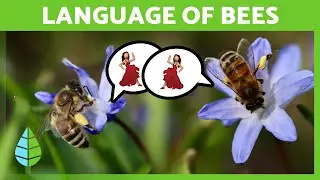 How do BEES communicate? 🐝 The BEE Dance 💛