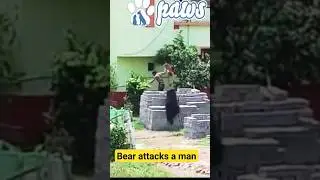 Bear attacks a man!!!