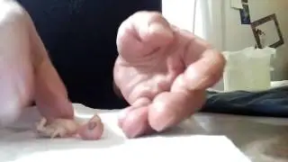 Hand Feeding a 4 Day old Baby Budgie