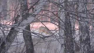 Охота на лису. На лису с манком! Сибирские косули.