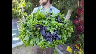 How to Harvest Basil to Create Bushy Plants & Increase Yields