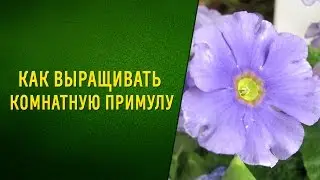 Как выращивать комнатную примулу