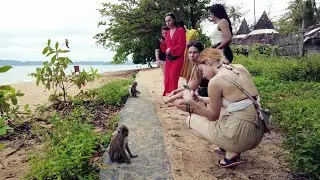 Funny Beach Monkey of Thailand