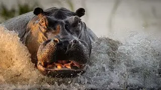 The hippopotamus is the most aggressive animal in Africa. Hippo vs Rhino real fight!