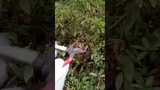 Clearing Branches Around a Vespa analis Hornet Nest