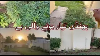 View of backyard | Beautiful Sunrise | ABC TV