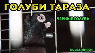 ДВУХЧУБЫЕ ЧЕРНЫЕ ГОЛУБИ (ЖУКИ) ► ГОЛУБИ ТАРАЗА ► ГОЛУБИ КАЗАХСТАНА ►  Pigeons ► doves ► dove