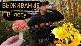 Мухоморы с мясом на палке.мукбанг