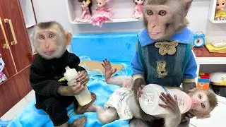 Smart Bim Bim takes care of a baby monkey who gets sick in the rain