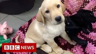 The surprising science behind guide dog puppies - BBC News