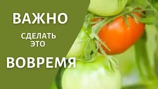 Когда краснеет первый помидор- дайте это супер удобрение   и плоды быстрее поспеют!