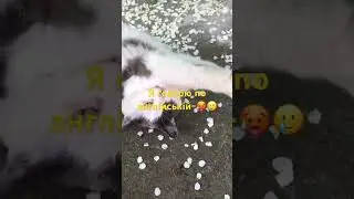 Для мене ЖИЗА🥲@leo_cat #тренды #cats #cutecats #funnycatsvideos #врекомендации #edits