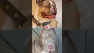 American bulldog vs American bully #youtubeshorts #dogbreed #ytshorts