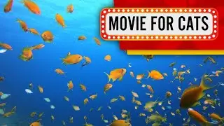 Movie for Cats - Shoal of yellow Fish (Videos for Cats to watch) 2 Hours 4k