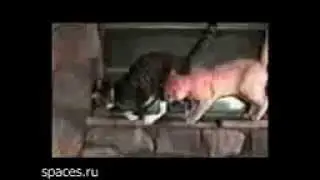 приколы про котов