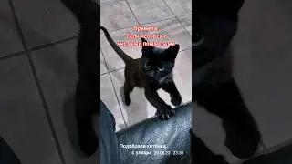 Бездомный котёнок нашёл дом.