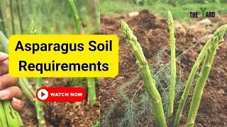 Asparagus Soil Requirements- All In On Guide