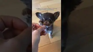 Unbelievably Cute Chihuahua Transformation 😭💔