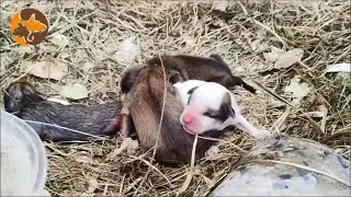 Stray Dog Mother Fears Humans and Leaves Four Puppies in the Cold, One Sadly Already Lost