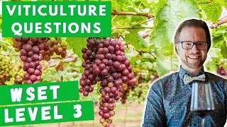 Viticulture Exam Prep | WSET Level 3 Sample Questions 🍇