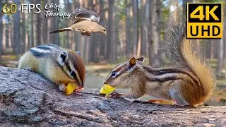 Video for Cats to Watch: Stunning Forest Critters – Chipmunks, Squirrels & Birds in 4K 🦜