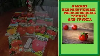 РАННИЕ НЕПРИХОТЛИВЫЕ МЕЛКОПЛОДНЫЕ ТОМАТЫ ДЛЯ ГРУНТА