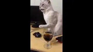 Cat Hilarious Reaction to Her First Time Trying Cola