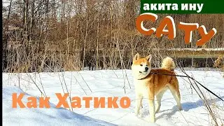 ОН КАК ХАТИКО | АКИТА ИНУ