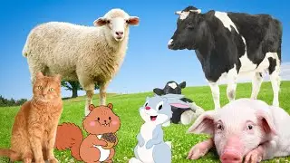 Secrets of Animal Life - Rabbit, Cat, Cow, Sheep, Pig - Animal Moments