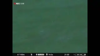 охота на самца косули. pulsar digex c50
