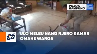 Ulo Melbu Nang Njero Kamar Omahe Warga | POJOK KAMPUNG JTV